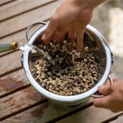 Green Jungle Mix - Drinnen im Grünen Green Jungle Mix - Drinnen im Grünen