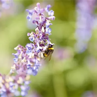Insektenfreundliches Gärtnern Insektenfreundliches Gärtnern