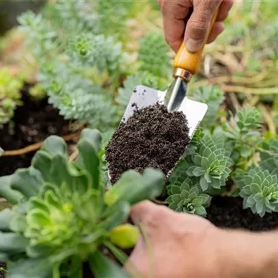 Spezialerde für Sukkulenten Spezialerde für Sukkulenten