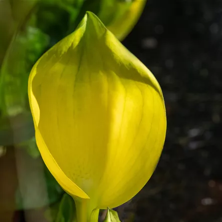 Amerikanische Scheinkalla Amerikanische Scheinkalla