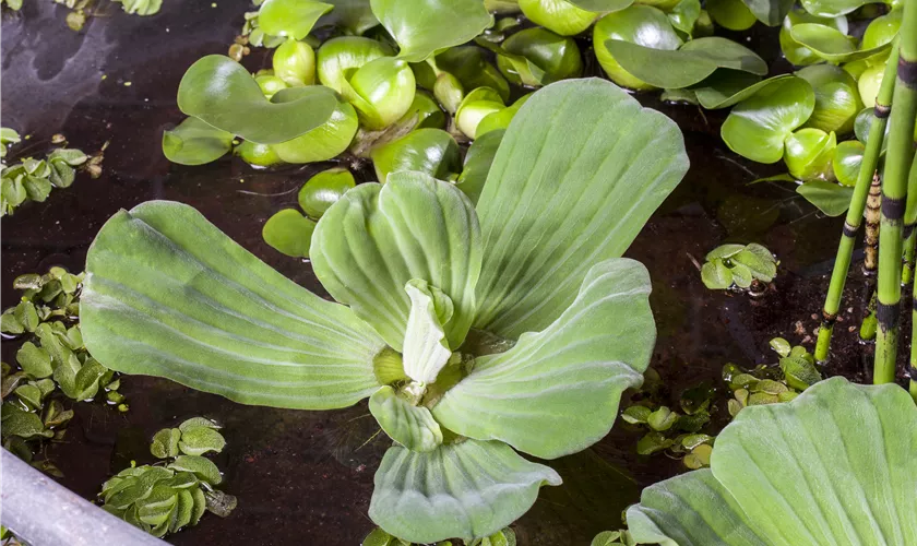 Pistia stratiotes