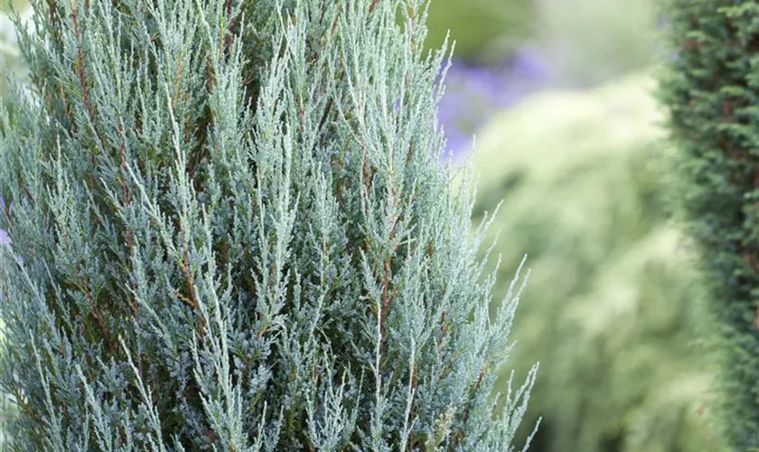 Virginischer Wacholder 'Blue Arrow'