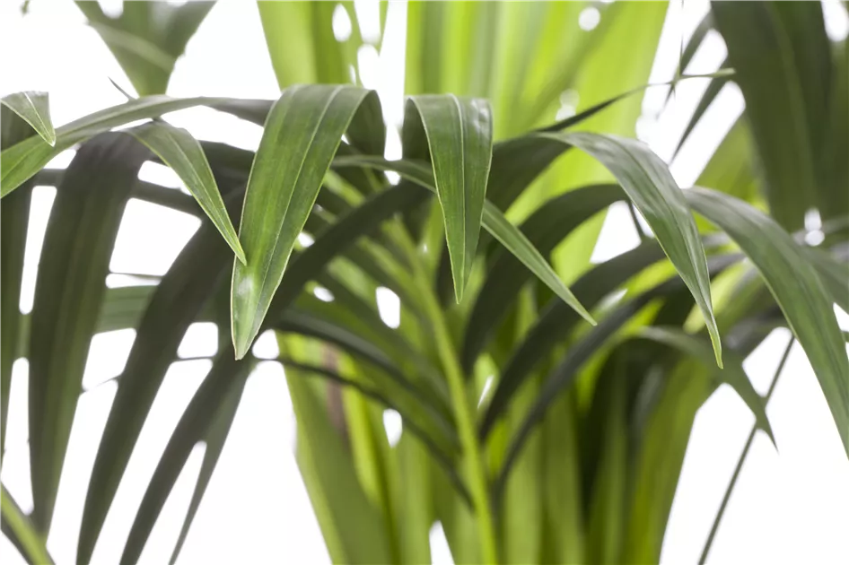 Kentiapalme Pflanze, Pflege & Tipps  Floragard