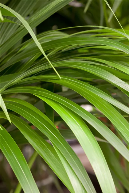 topf für monstera Monstera deliciosa | Fensterblatt main image 0