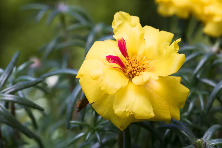 Gefllte Portulakrschen Pflanze, Pflege & Tipps  Floragard