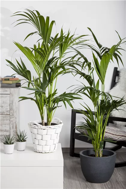 Kentiapalme Pflanze, Pflege & Tipps  Floragard
