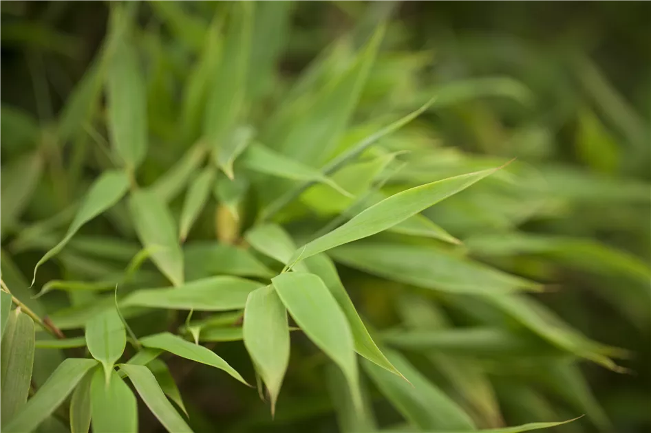 Fargesia murielae Pflanze, Pflege & Tipps  Floragard