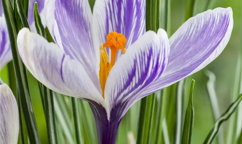 Crocus vernus