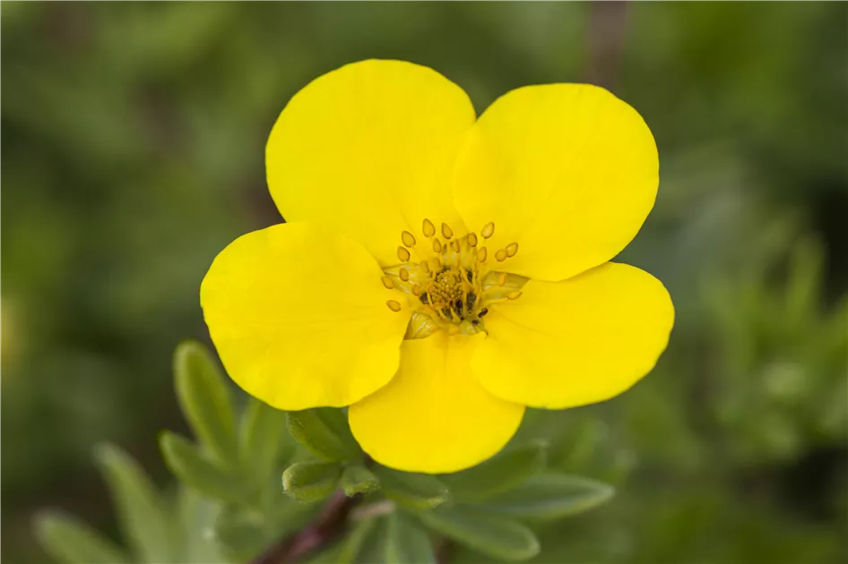 Potentilla fruticosa Pflanze, Pflege & Tipps  Floragard