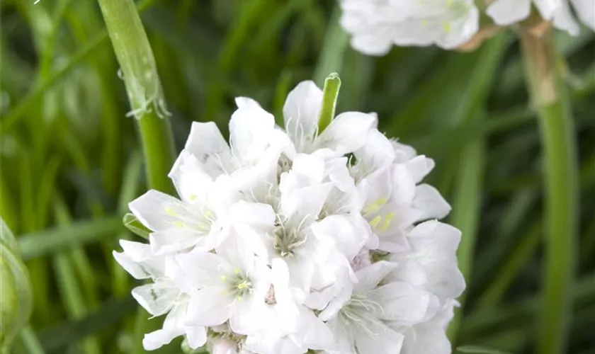 Armeria maritima 'Armada White'