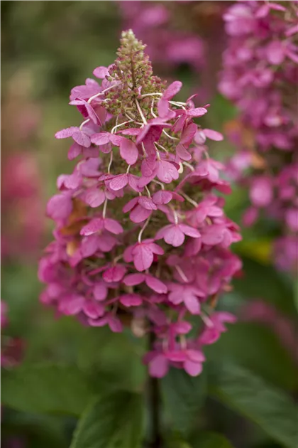 Hydrangea paniculata 'Pinky Winky' Pflanze, Pflege & Tipps  Floragard