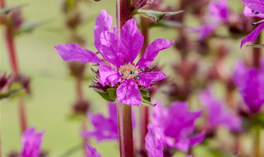 Lythrum salicaria