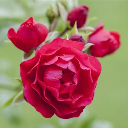 Bodendeckerrose Bodendeckerrose