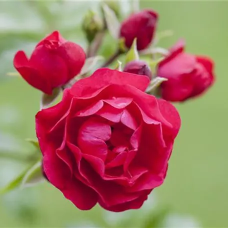 Bodendeckerrose