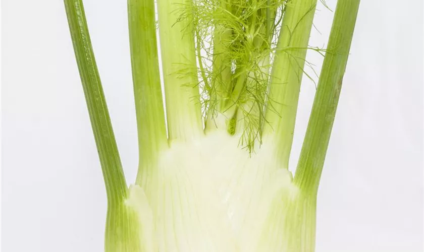Gemüse-Fenchel