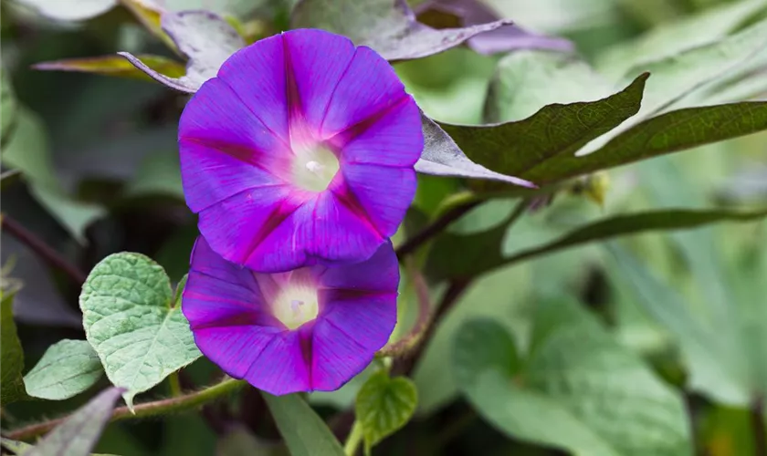 Ipomoea tricolor