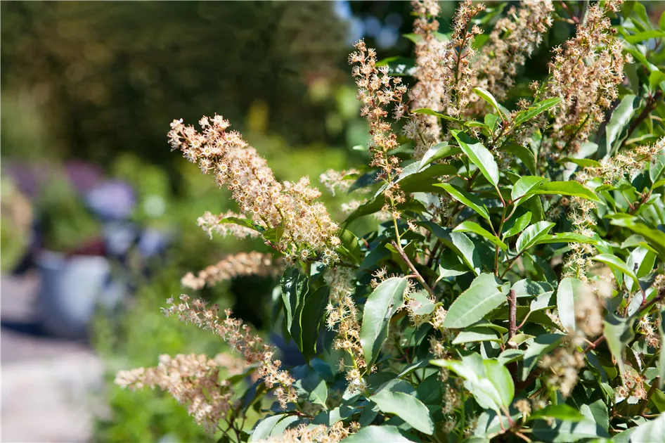 Portugiesischer Kirschlorbeer  immergrnes Multitalent  Floragard
