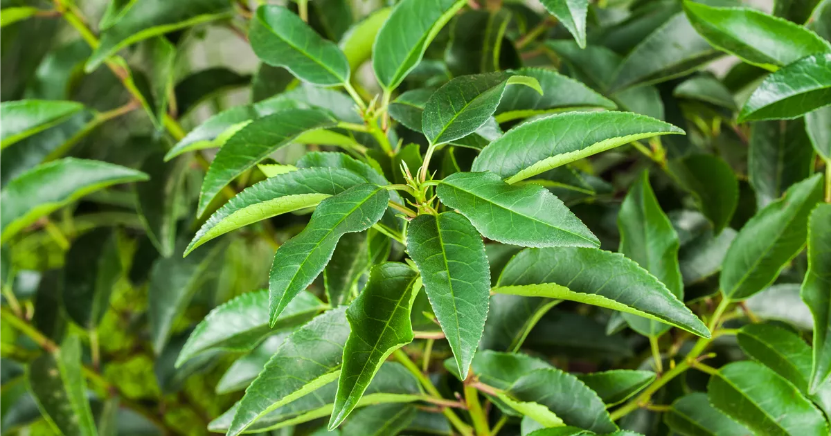 philodendron silvery ann 4