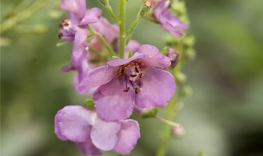 Verbascum phoeniceum 'Violetta'