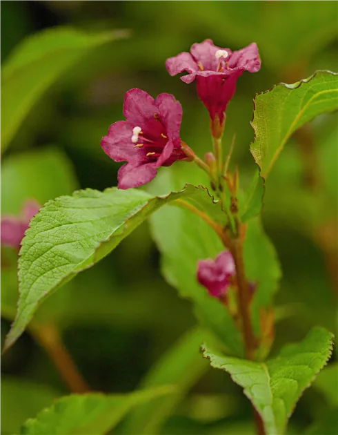 Weigelie 'Bristol Ruby' Pflanze, Pflege & Tipps  Floragard