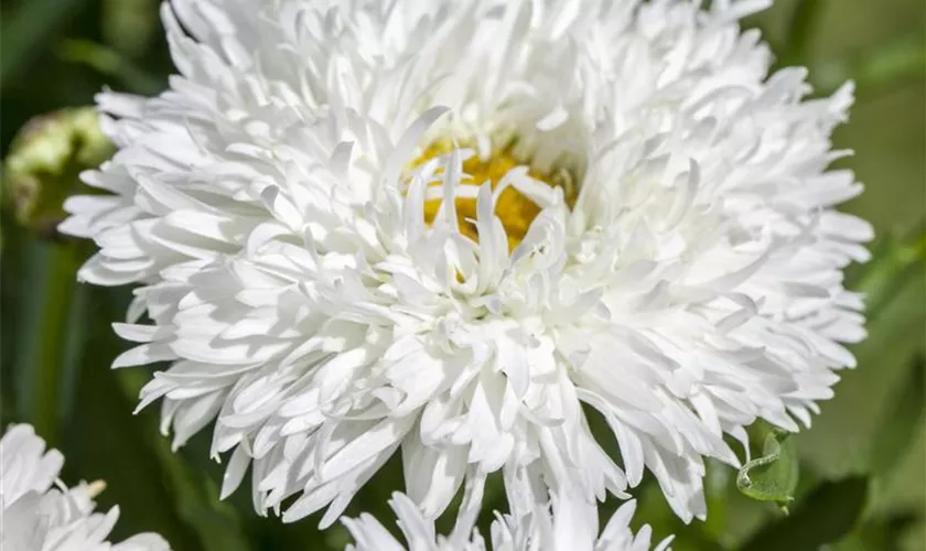 Garten-Margerite 'La Grande'