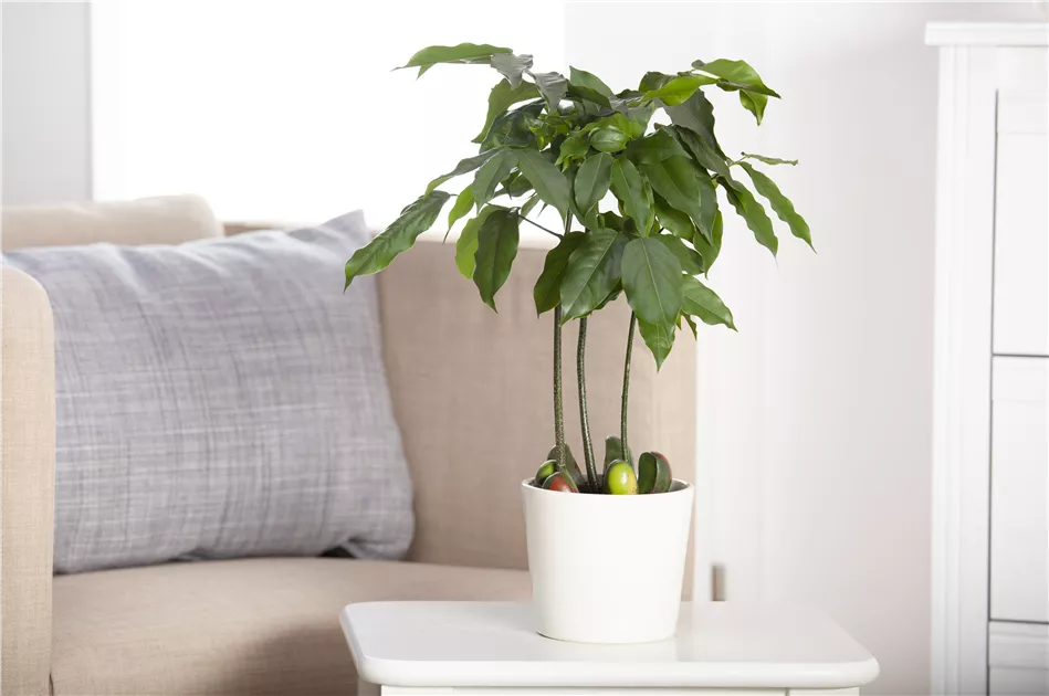 ufopflanze winter Pilea peperomioides 