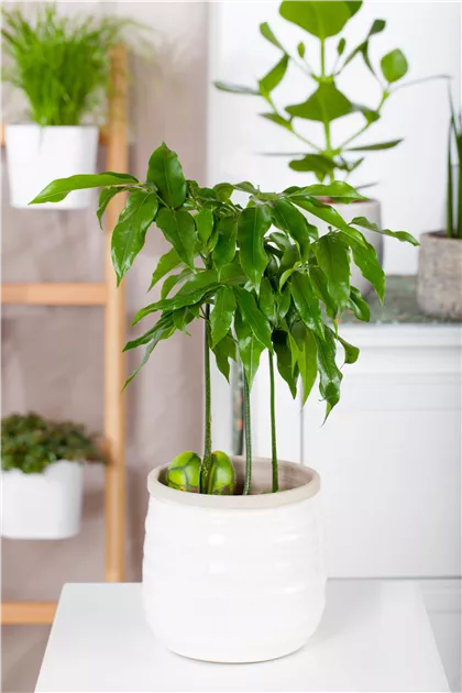 Australische Kastanie Pflanze, Pflege & Tipps  Floragard