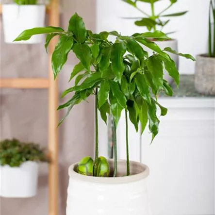 Australische Kastanie Australische Kastanie