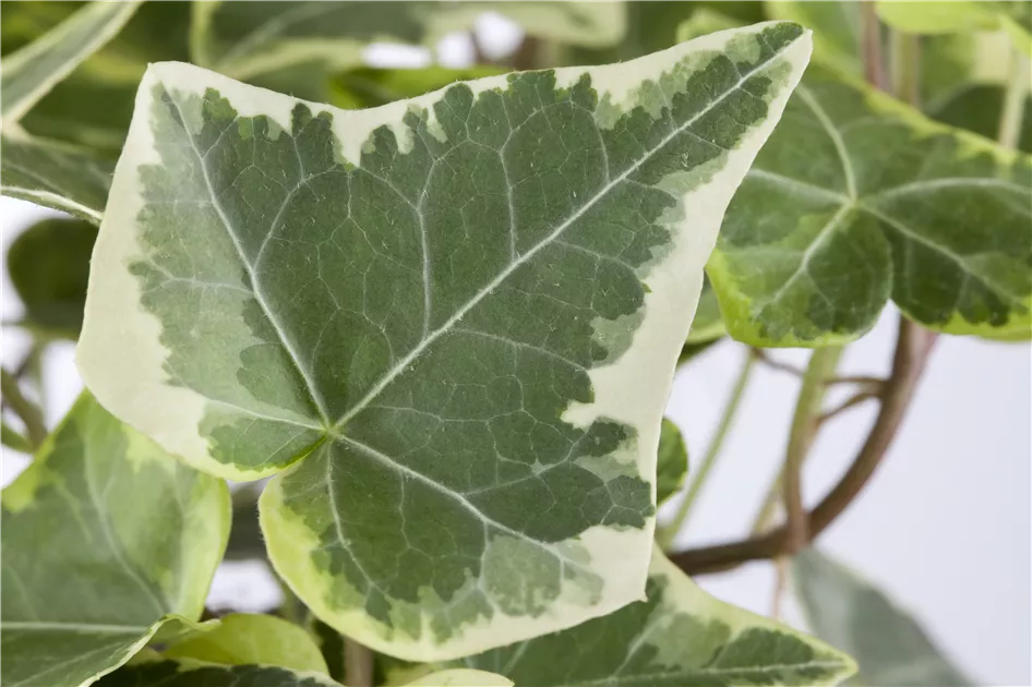 Hedera helix 'White Wonder' Pflanze, Pflege & Tipps  Floragard