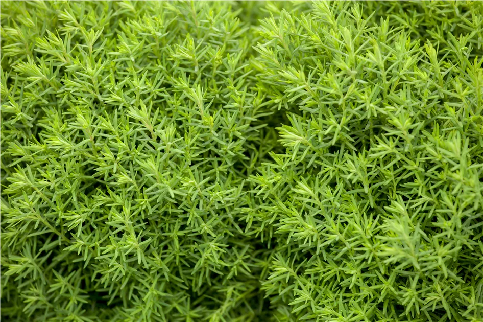 Kuschellebensbaum 'Teddy' Pflanze, Pflege & Tipps  Floragard