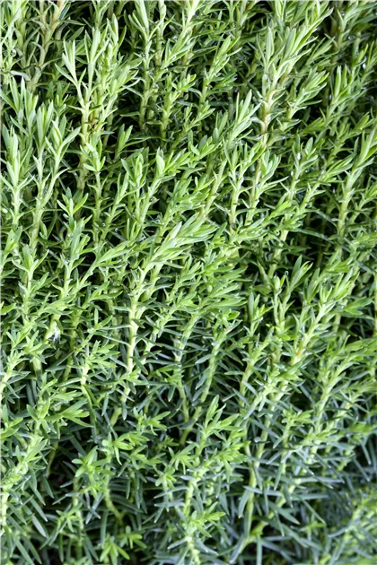 Kuschellebensbaum 'Teddy' Pflanze, Pflege & Tipps  Floragard