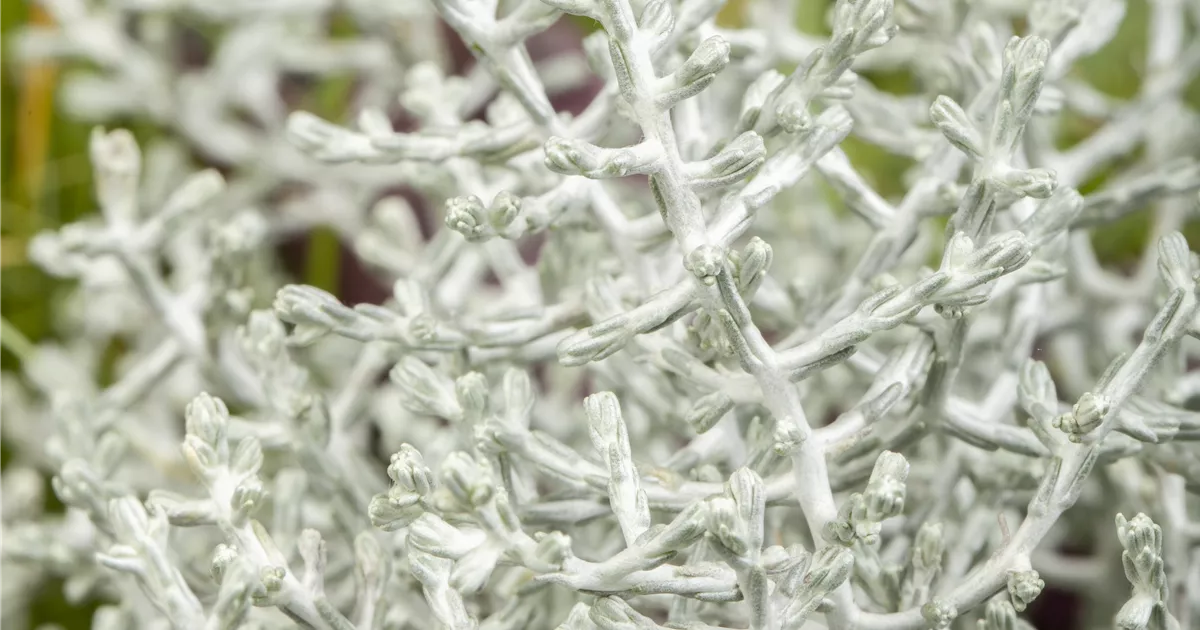 Calocephalus brownii Pflanze, Pflege & Tipps Floragard