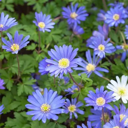 Anemone blanda 'Blue Shades' Anemone blanda 'Blue Shades'