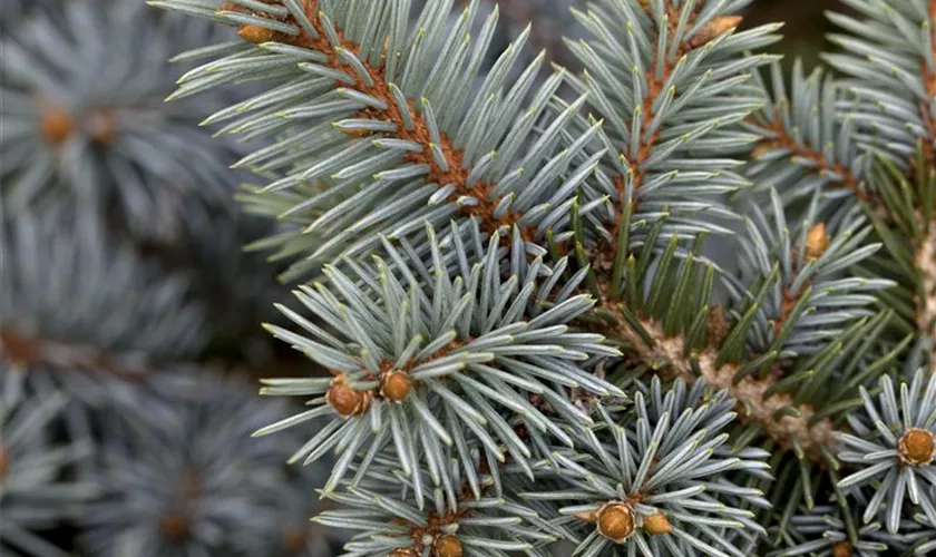 Zwerg-Blaufichte 'Blue Pearl'