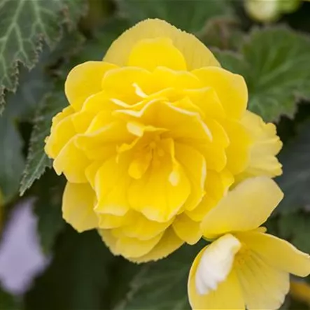 Begonia 'Non-Stop'® Begonia 'Non-Stop'®