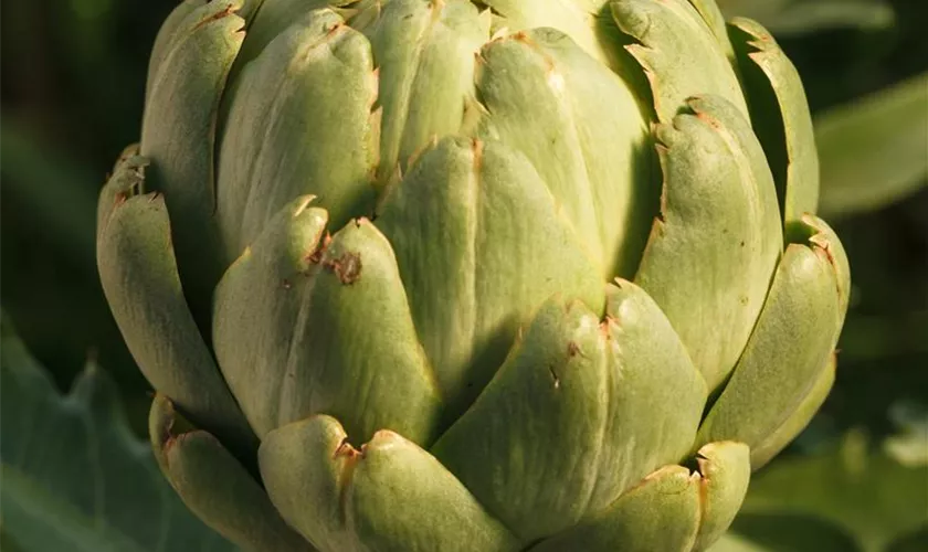 Cynara scolymus