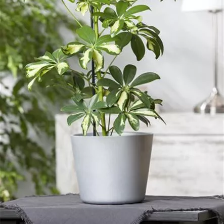 Kleine Strahlenaralie 'Carneval' Kleine Strahlenaralie 'Carneval'