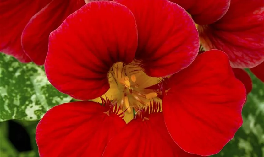 Tropaeolum majus