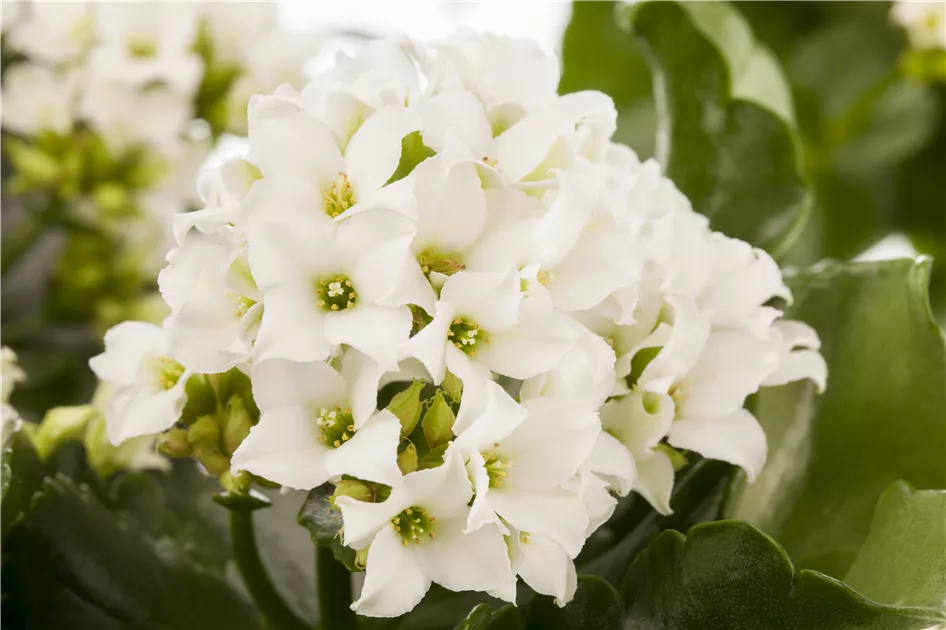 Flammendes Kthchen Pflanze, Pflege & Tipps  Floragard