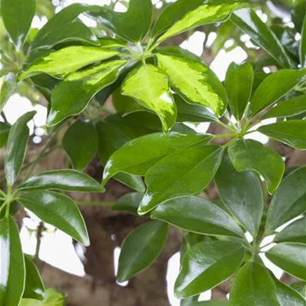 Kleine Strahlenaralie 'Gold Capella' Kleine Strahlenaralie 'Gold Capella'