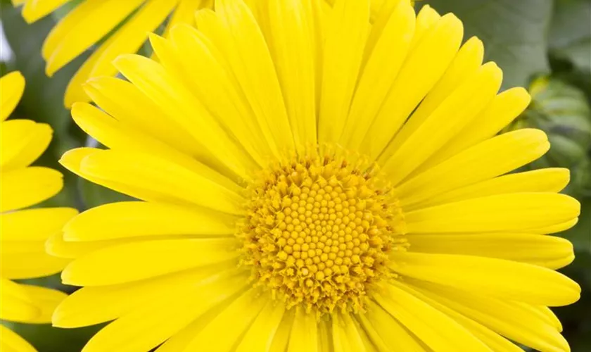 Doronicum orientale
