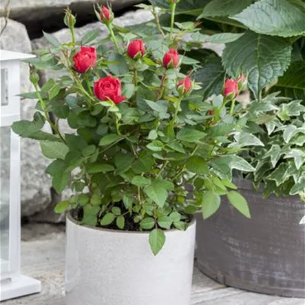 Minirose Kordana® Minirose Kordana®