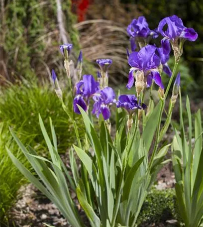 Iris - die Pflanze mit den vielen Gesichtern