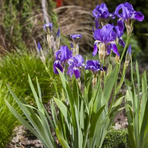 Iris - die Pflanze mit den vielen Gesichtern