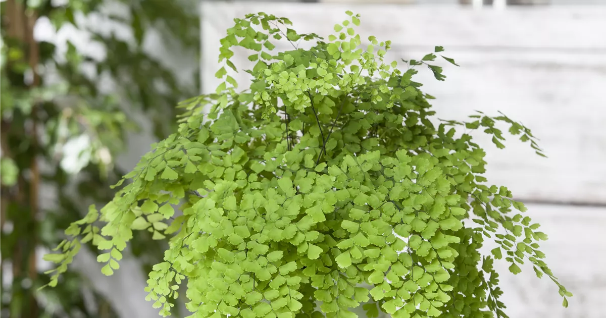 Frauenhaarfarn 'Fritz Lüthi' Pflanze, Pflege & Tipps Floragard
