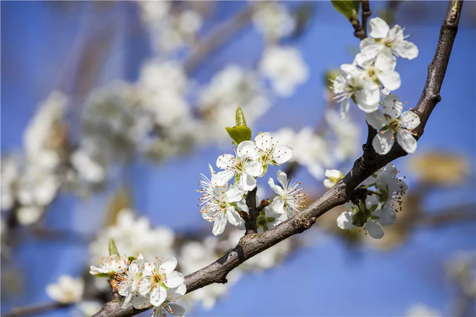 Mirabelle Pflanze, Pflege & Tipps  Floragard