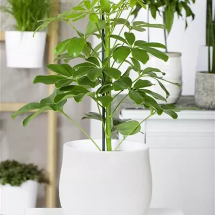 Kleine Strahlenaralie 'Nora' Kleine Strahlenaralie 'Nora'