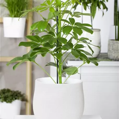 Kleine Strahlenaralie 'Nora'