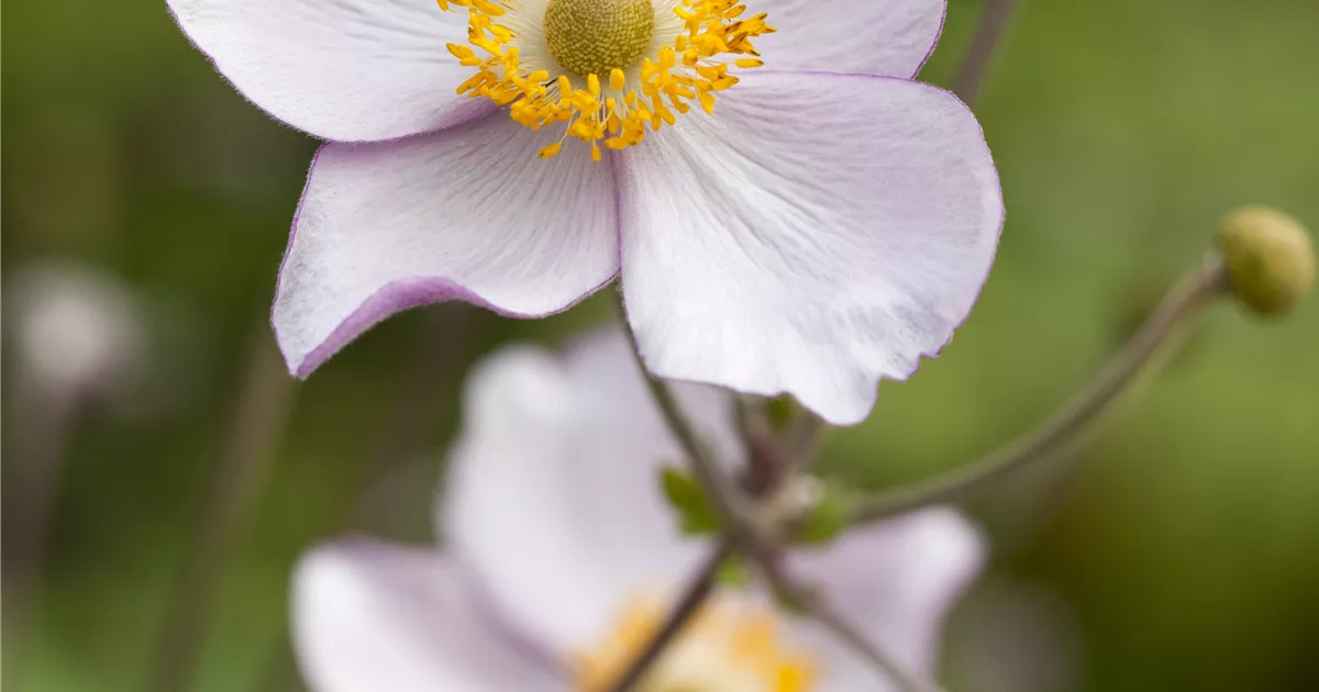 Anemone japonica Pflanze, Pflege & Tipps  Floragard