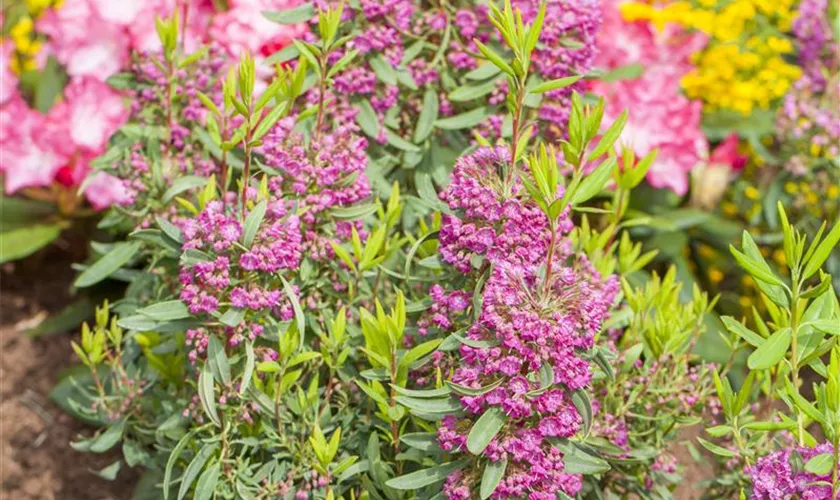 Kalmia angustifolia